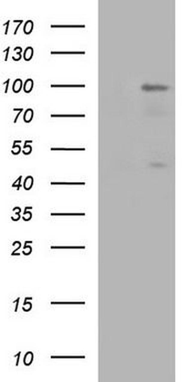 PMS2 Antibody in Western Blot (WB)