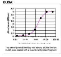 CTP synthase Antibody in ELISA (ELISA)