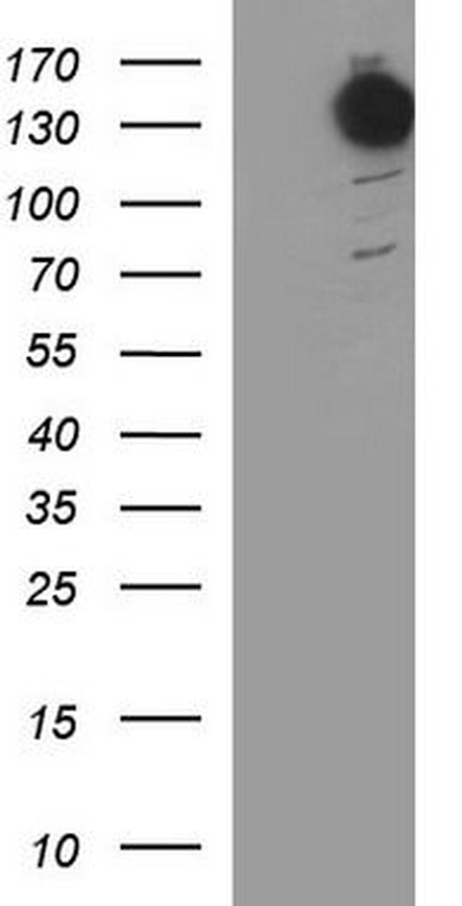 BAT3 Antibody in Western Blot (WB)