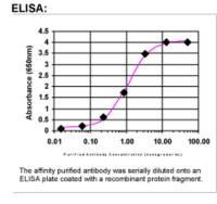PSCD4 Antibody in ELISA (ELISA)