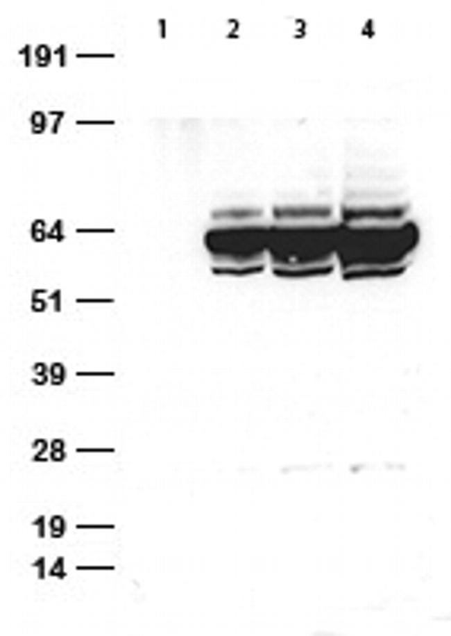 HA tag Antibody in Western Blot (WB)