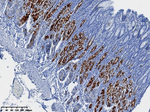 MUC6 Antibody in Immunohistochemistry (Paraffin) (IHC (P))