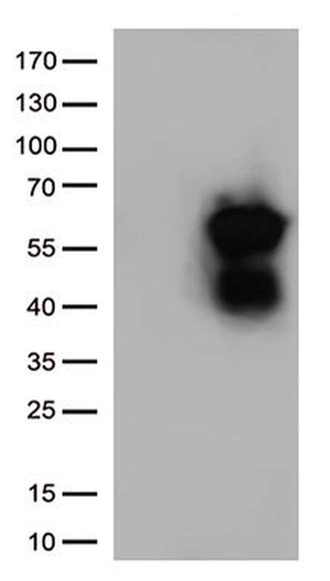 CD27 Antibody in Western Blot (WB)
