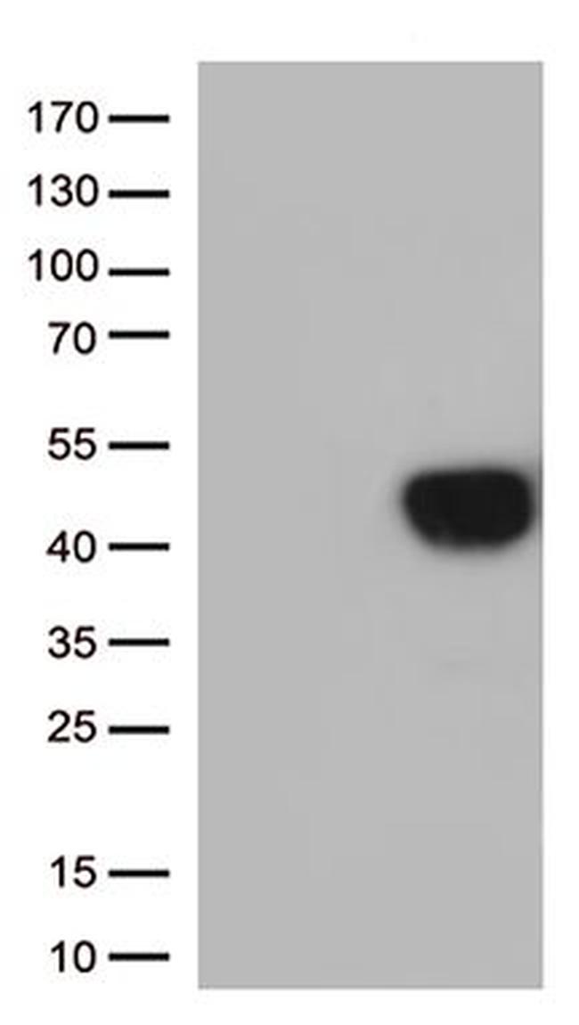 TNFRSF4 Antibody in Western Blot (WB)