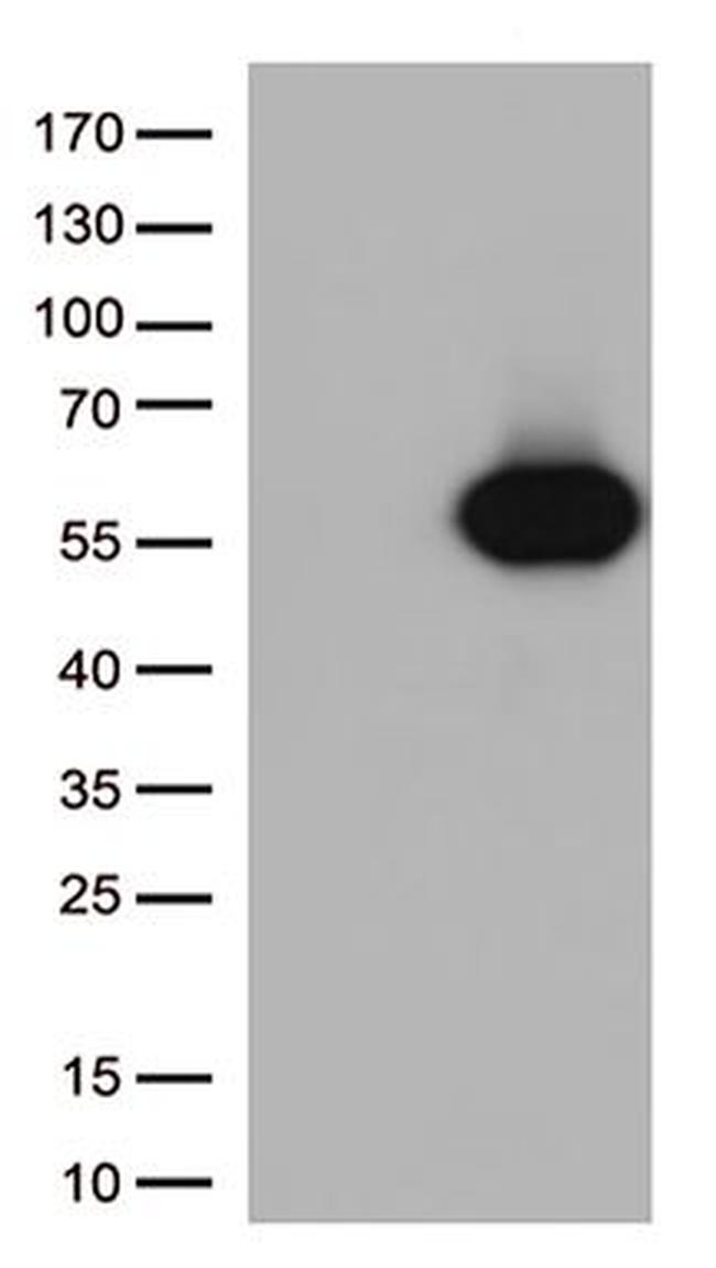 CD27 Antibody in Western Blot (WB)