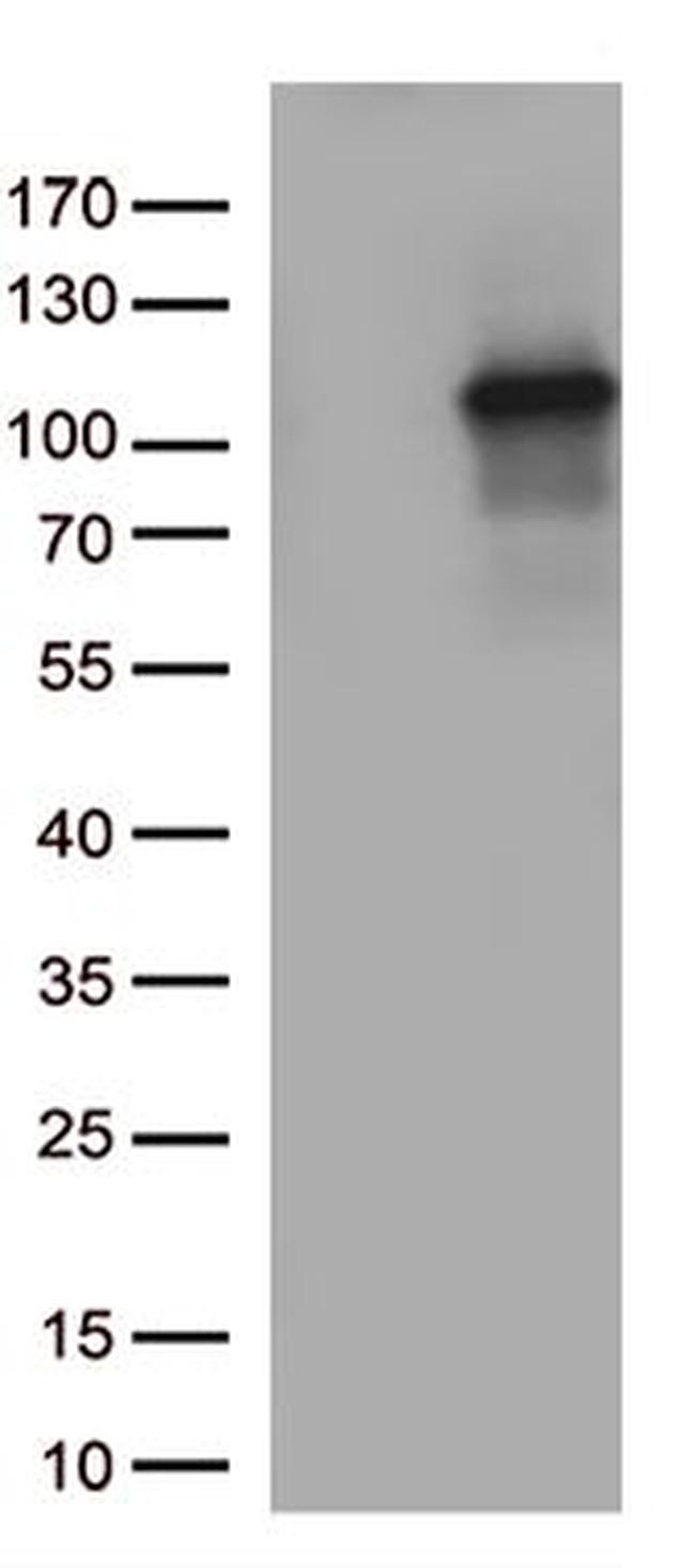 TUBGCP3 Antibody in Western Blot (WB)
