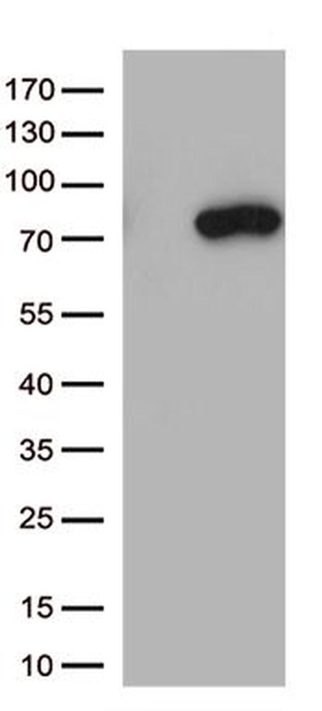 MASP2 Antibody in Western Blot (WB)