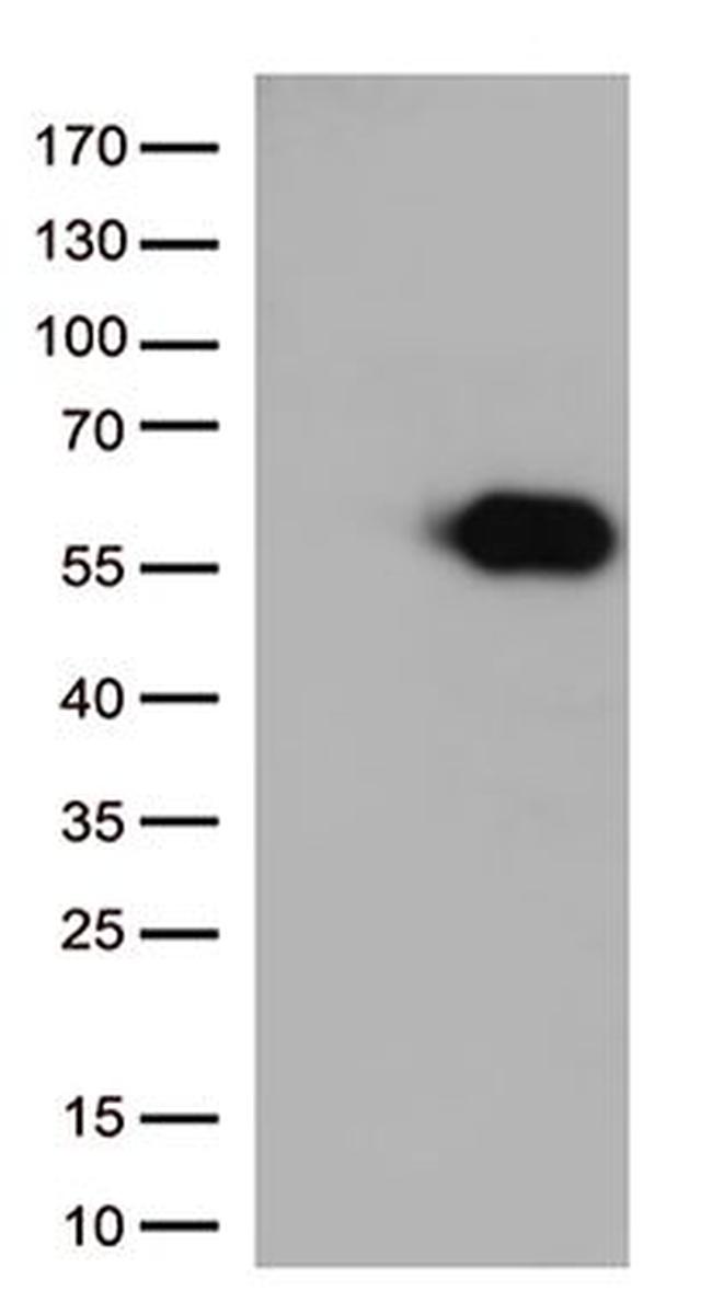CD27 Antibody in Western Blot (WB)