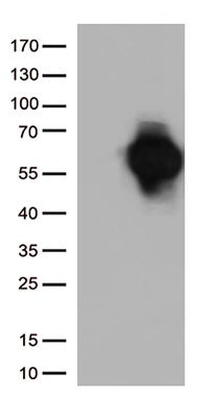 CD27 Antibody in Western Blot (WB)