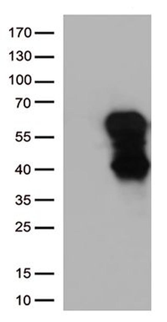 CD27 Antibody in Western Blot (WB)