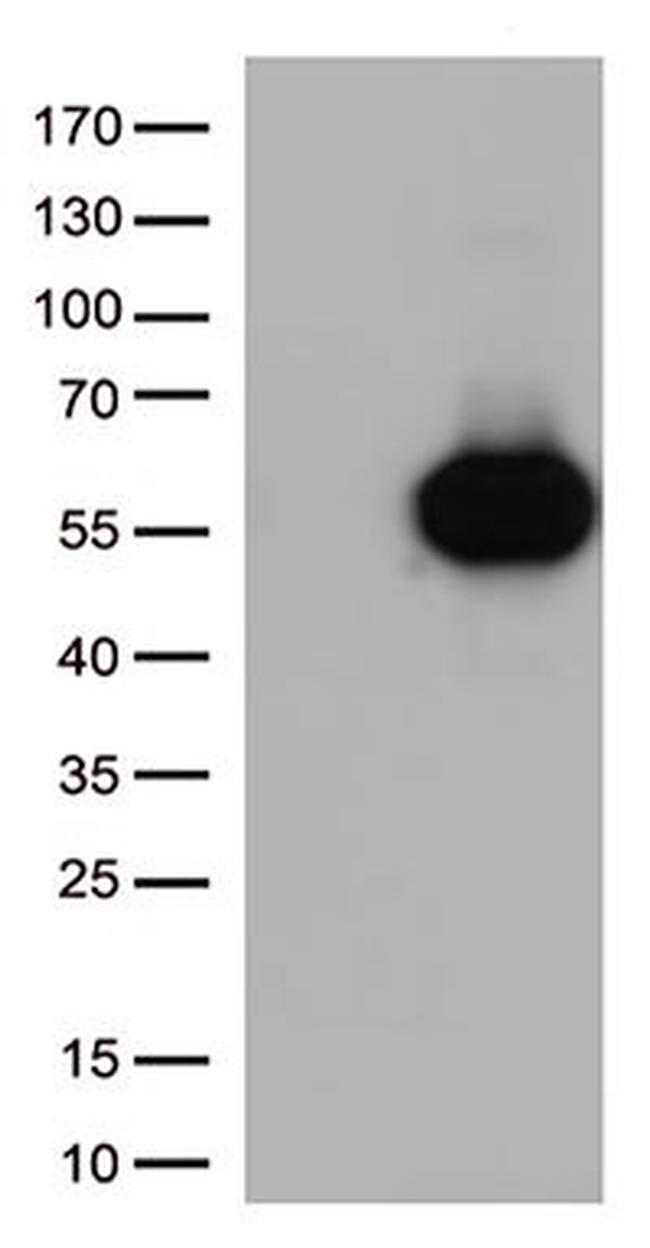 CD27 Antibody in Western Blot (WB)