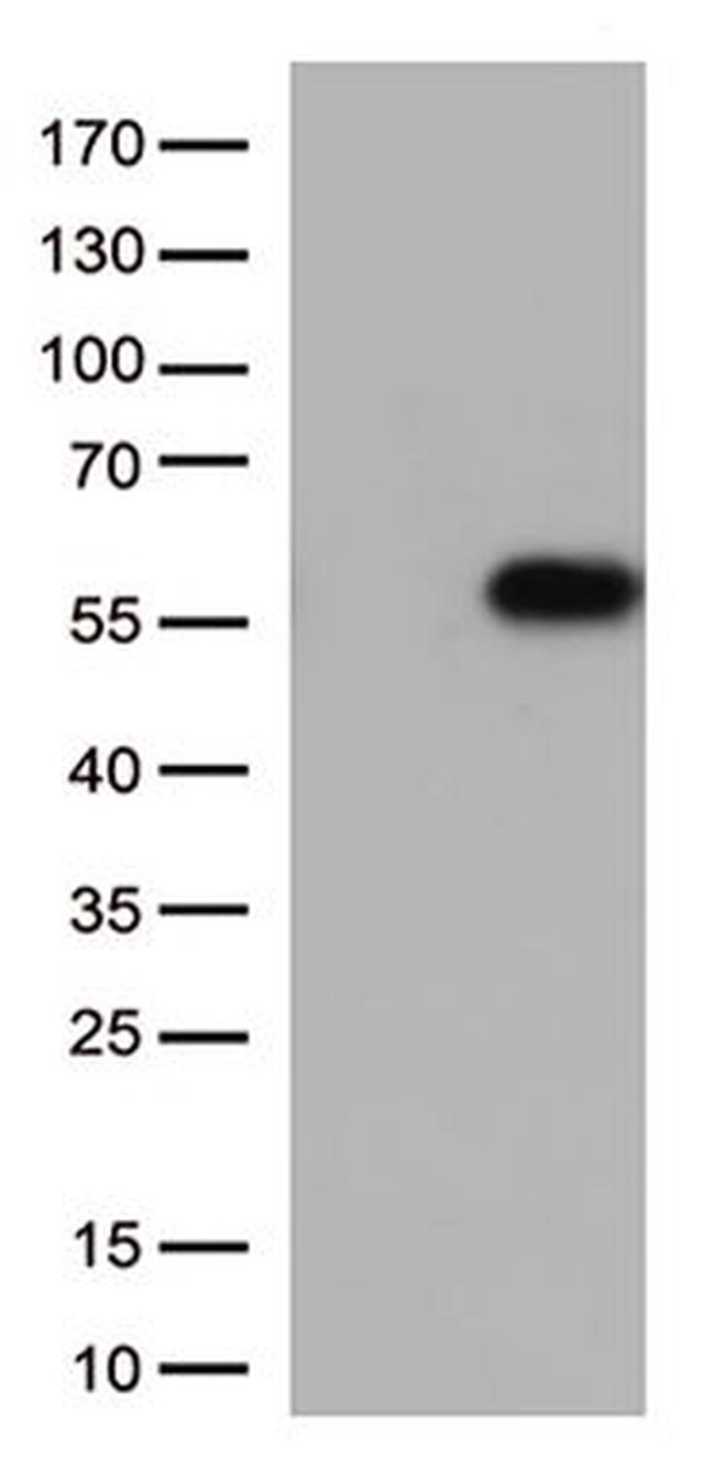 CD27 Antibody in Western Blot (WB)