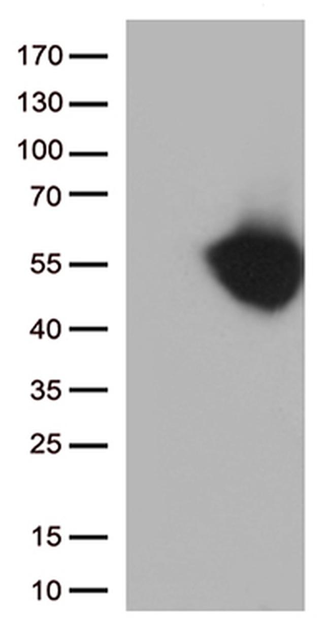 PD L1 (CD274) Antibody in Western Blot (WB)