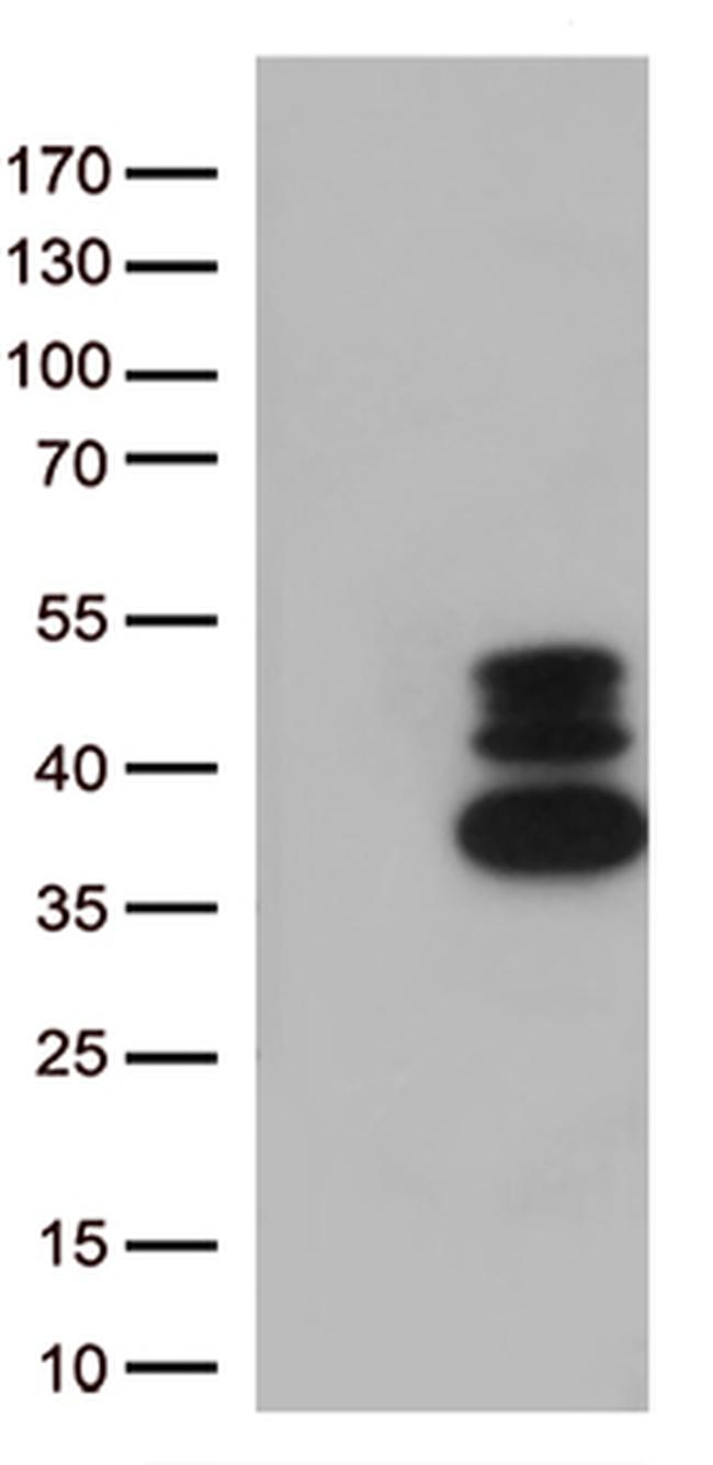 VGLL3 Antibody in Western Blot (WB)