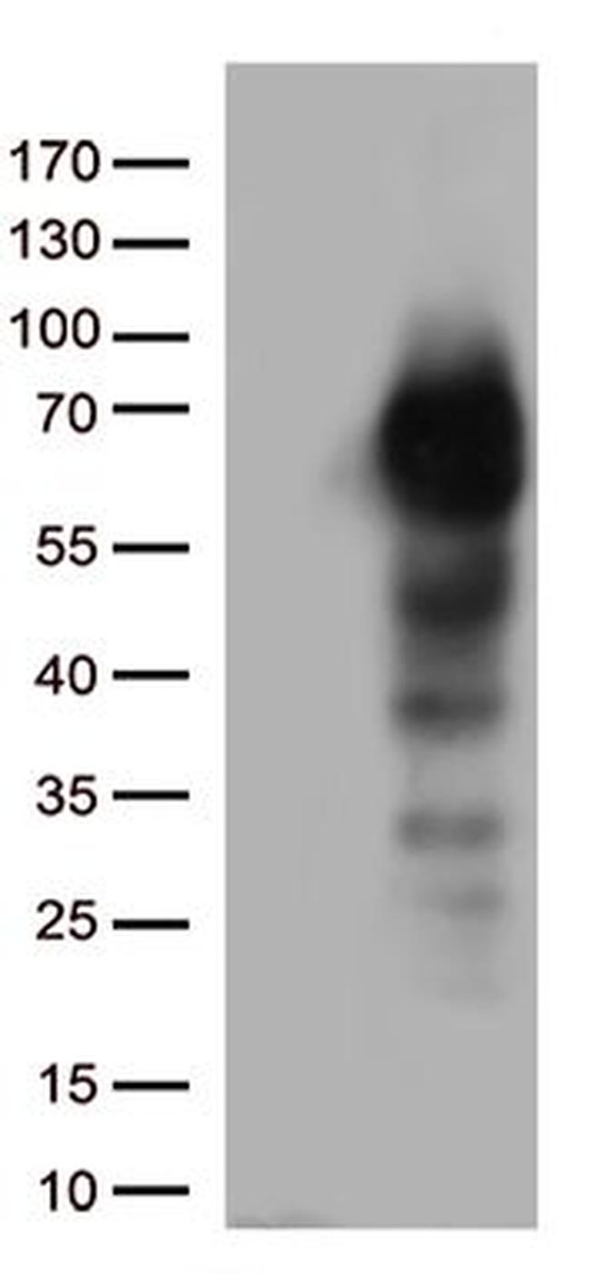 NGFR Antibody in Western Blot (WB)