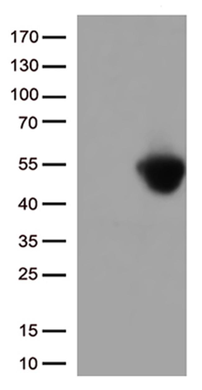 PD L1 (CD274) Antibody in Western Blot (WB)