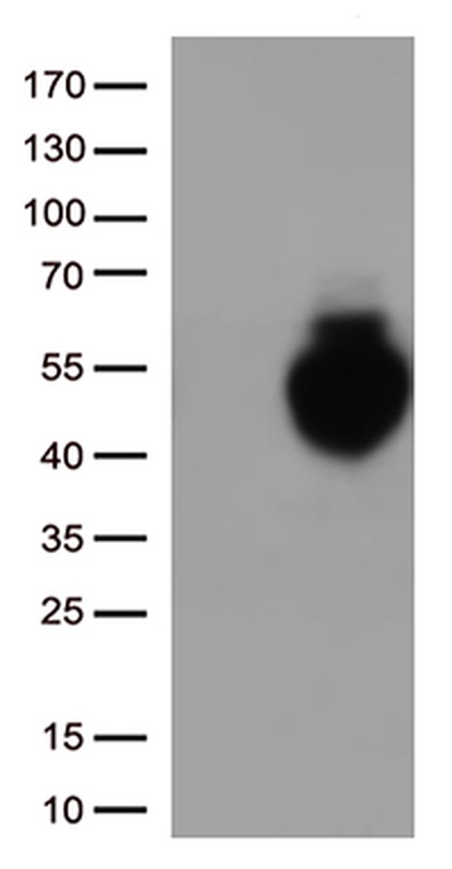 PD L1 (CD274) Antibody in Western Blot (WB)