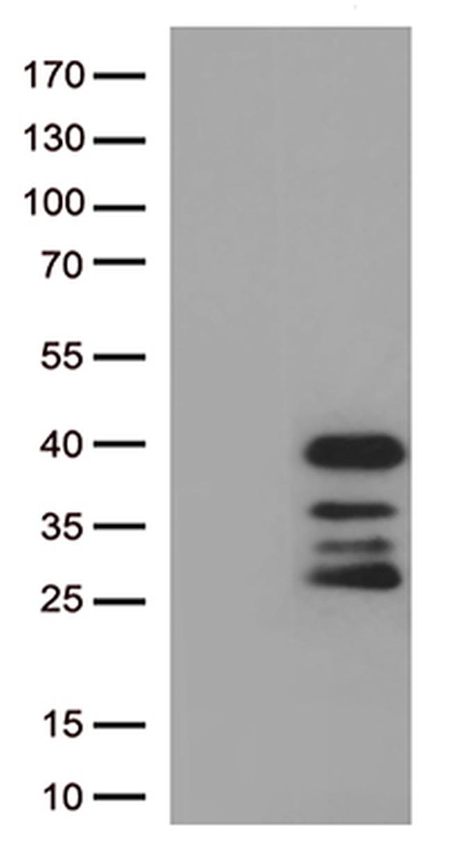 DRGX Antibody in Western Blot (WB)