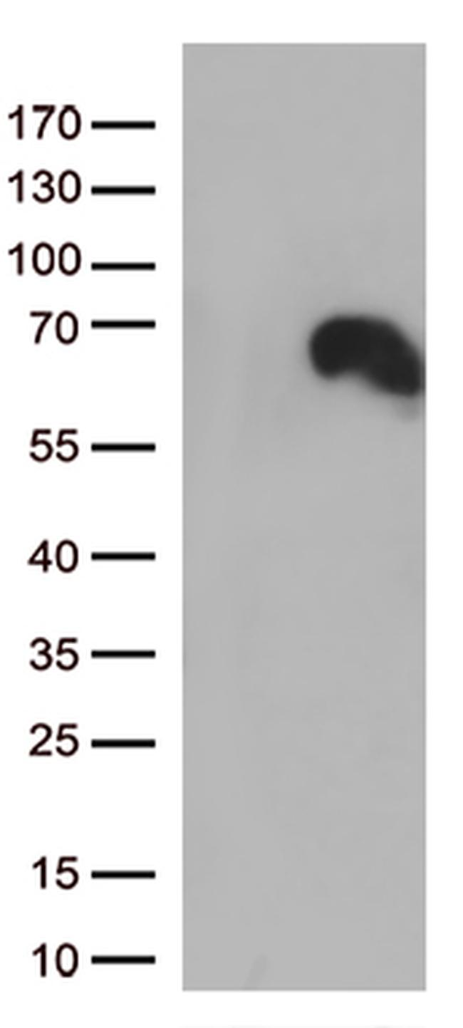 DOK3 Antibody in Western Blot (WB)