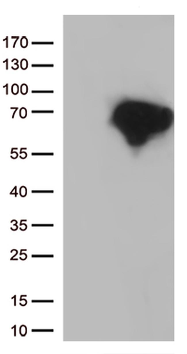DOK3 Antibody in Western Blot (WB)