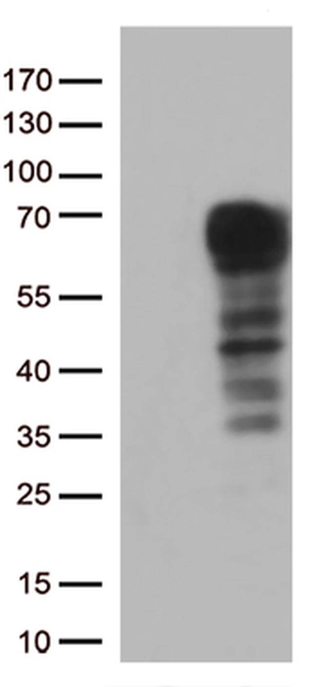 DOK3 Antibody in Western Blot (WB)