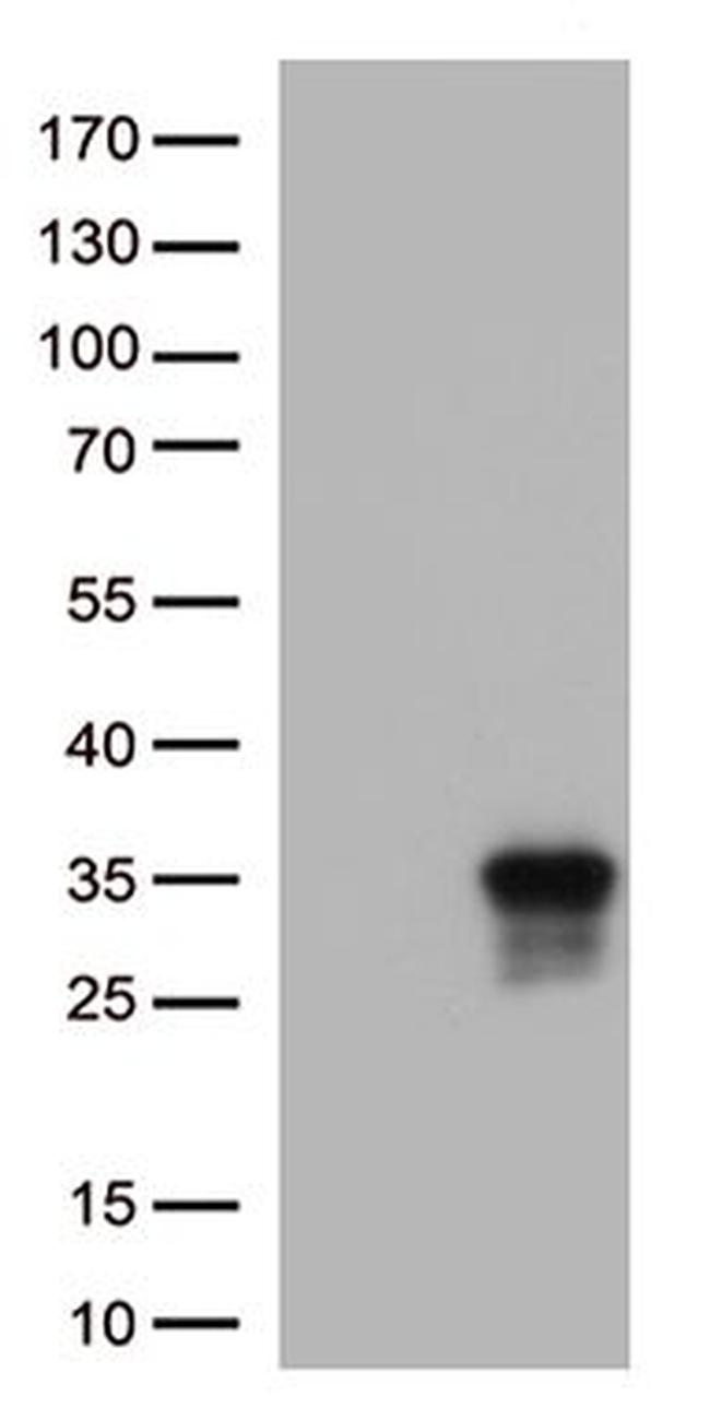 CD137L Antibody in Western Blot (WB)