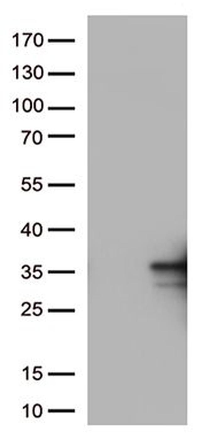 CD137L Antibody in Western Blot (WB)