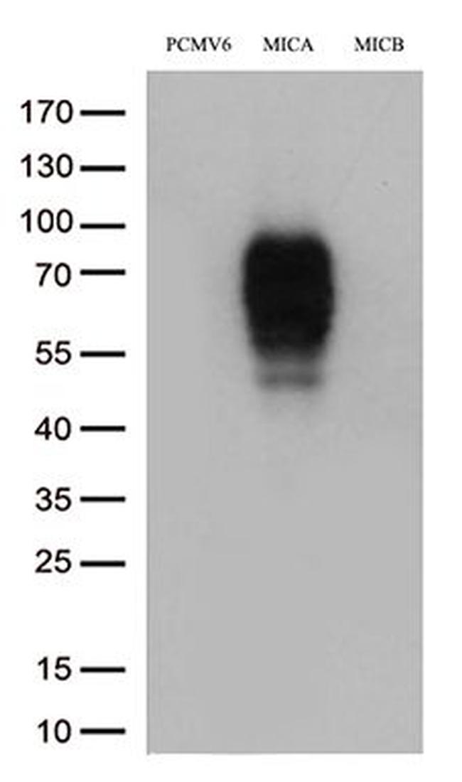 MICA Antibody in Western Blot (WB)