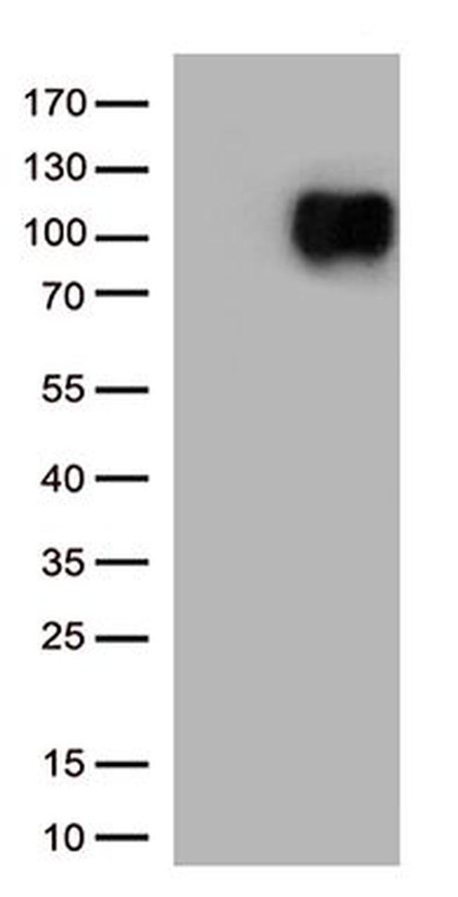 CD276 Antibody in Western Blot (WB)