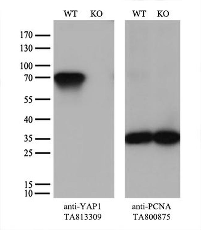 YAP1 Antibody in Western Blot (WB)