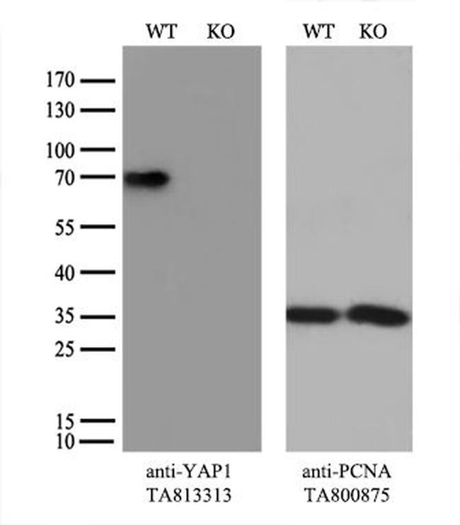 YAP1 Antibody in Western Blot (WB)