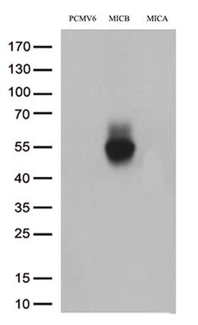 MICB Antibody in Western Blot (WB)