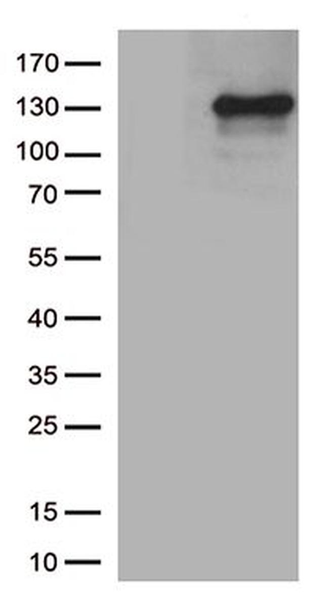 NOS2 Antibody in Western Blot (WB)
