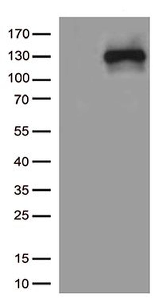 NOS2 Antibody in Western Blot (WB)