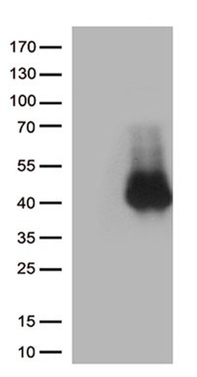 CD28 Antibody in Western Blot (WB)
