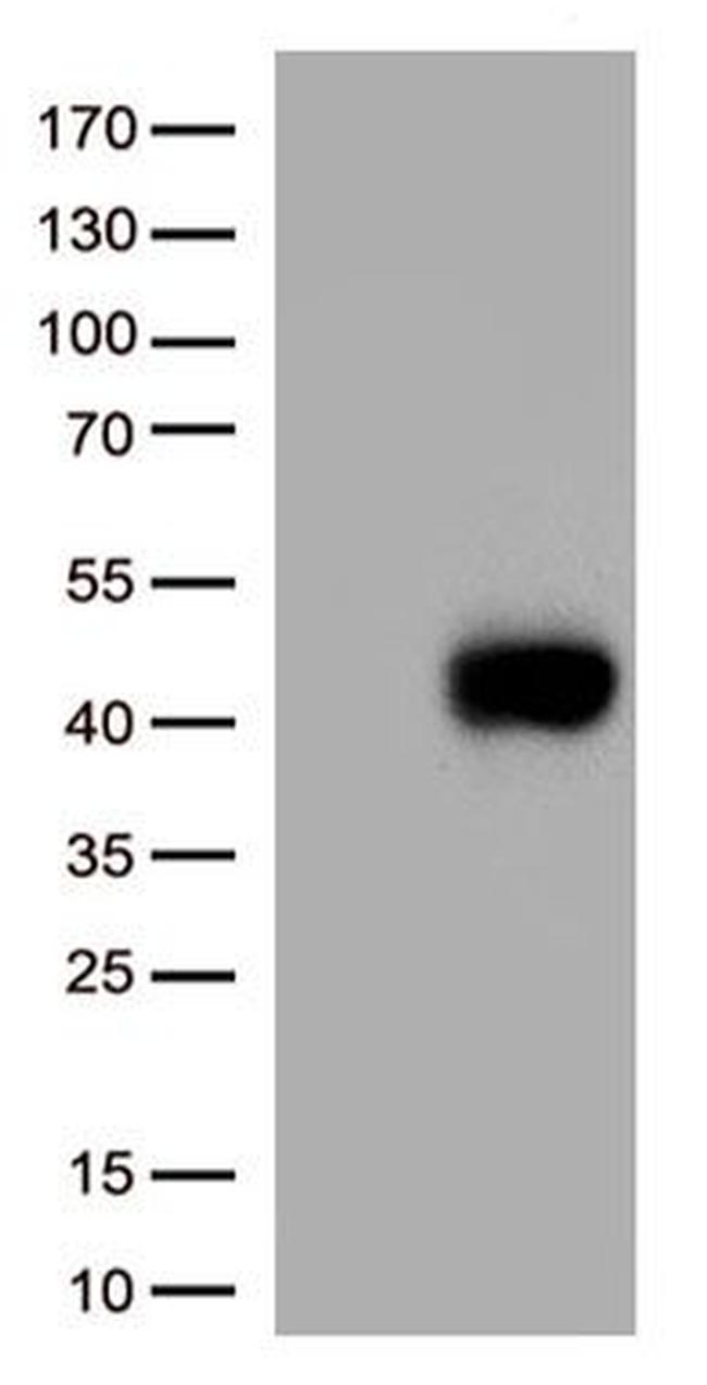 CD38 Antibody in Western Blot (WB)