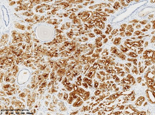 PSMA Antibody in Immunohistochemistry (Paraffin) (IHC (P))