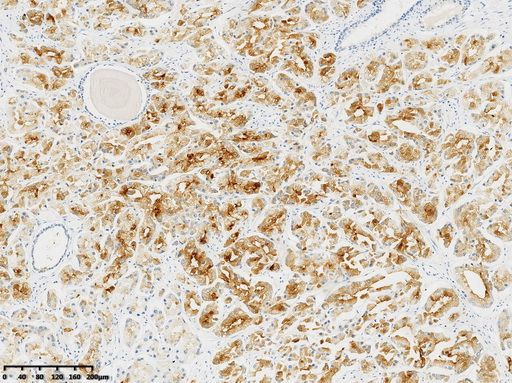 PSMA Antibody in Immunohistochemistry (Paraffin) (IHC (P))