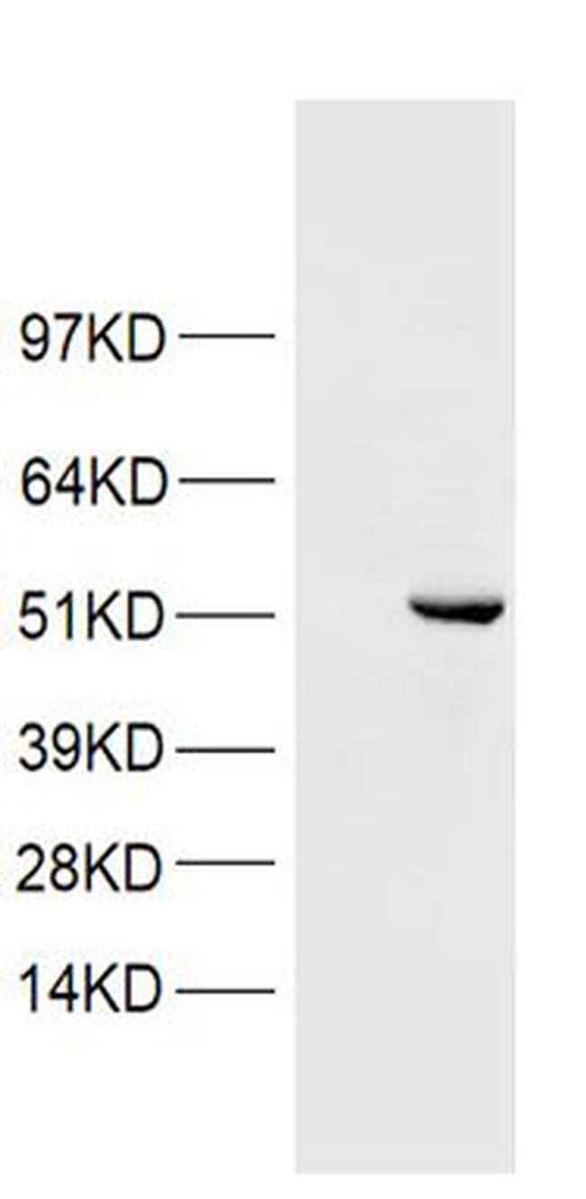 PAX5 Antibody in Western Blot (WB)