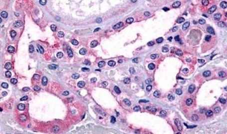 TAAR9 Antibody in Immunohistochemistry (Paraffin) (IHC (P))