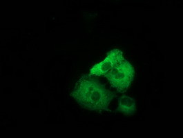 TACC3 Antibody in Immunocytochemistry (ICC/IF)