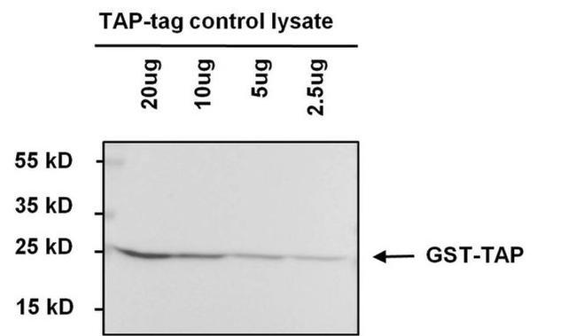 TAP Tag Antibody in Western Blot (WB)