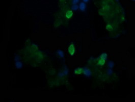 TAPBPL Antibody in Immunocytochemistry (ICC/IF)
