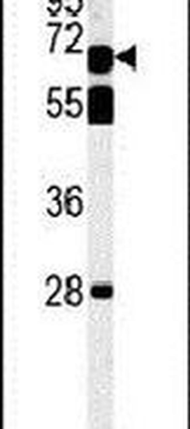 Prosapip2 Antibody in Western Blot (WB)