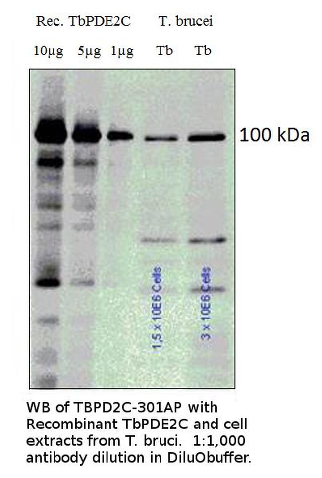 PDE2C/PDEB1 Antibody in Western Blot (WB)
