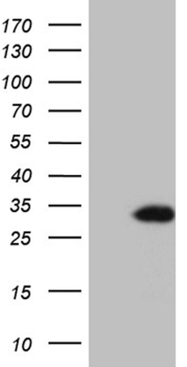 TCEANC2 Antibody in Western Blot (WB)