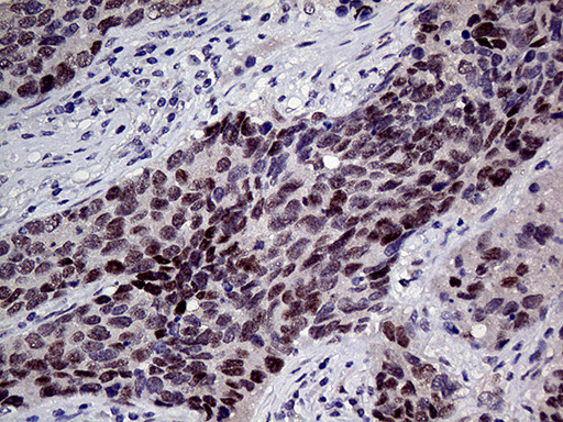 TCF12 Antibody in Immunohistochemistry (Paraffin) (IHC (P))