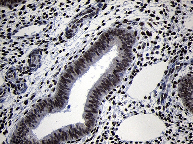TCF12 Antibody in Immunohistochemistry (Paraffin) (IHC (P))