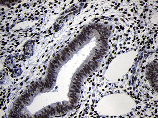 TCF12 Antibody in Immunohistochemistry (Paraffin) (IHC (P))