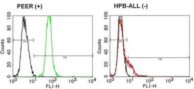 TCR V beta 12 Antibody